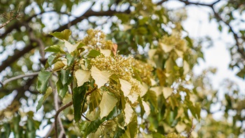 <i>Aleurites moluccana</i> (Candlenut Tree)